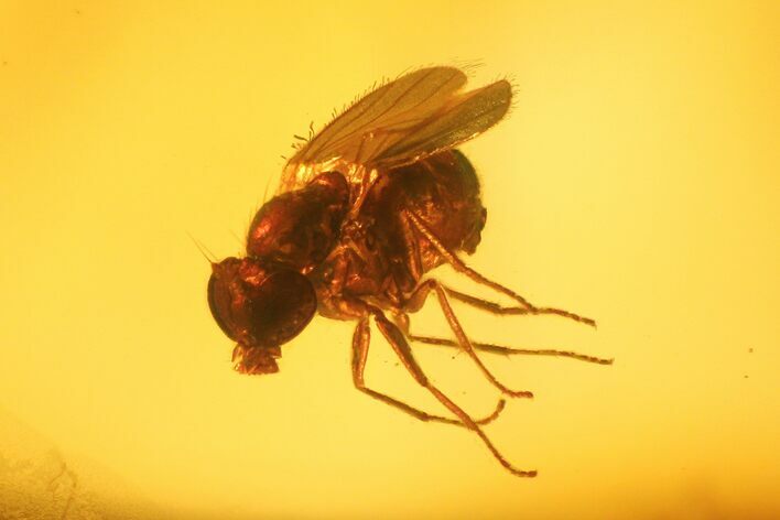 Fossil Fly (Diptera) In Baltic Amber #139067